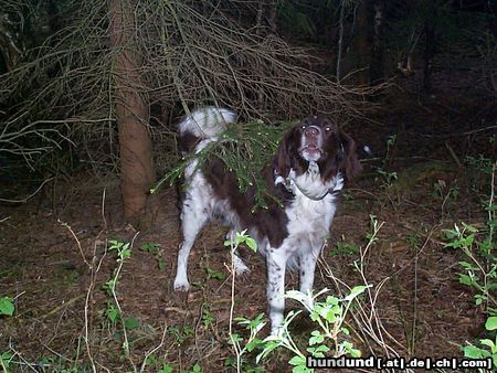 Kleiner Münsterländer Astin im Wald