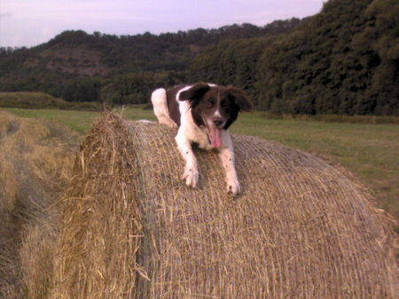 Kleiner Münsterländer meine Daisy 7 Jahre alt