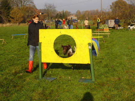 Kleiner Münsterländer Paula in Aktion