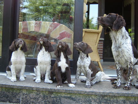 Kleiner Münsterländer Anton, Lutz, Afra, Carlo und Paula