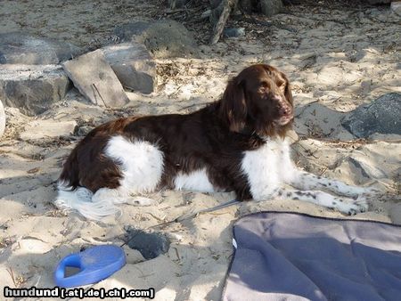 Kleiner Münsterländer Das ist Jango und er ist 7 Jahre alt!