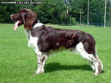 Kleiner Münsterländer Zacke aus Schweden, 2½ Jahre