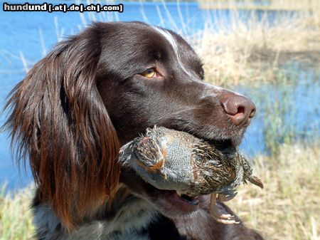 Kleiner Münsterländer Zacke aus Schweden, 2Jahre