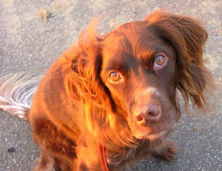 Kleiner Münsterländer Lucky in Morgensonne