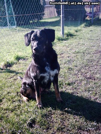 Kleiner Münsterländer Abigale Kleiner-Münsterländer-Apenzzeller-Sennenhund-Mix