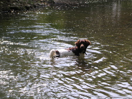 Kleiner Münsterländer