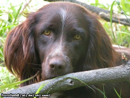 Kleiner Münsterländer Gioia