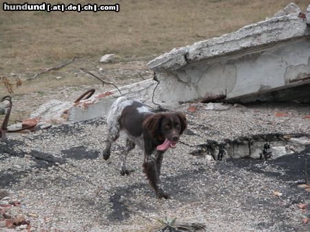 Kleiner Münsterländer Rettungshund Gioia 