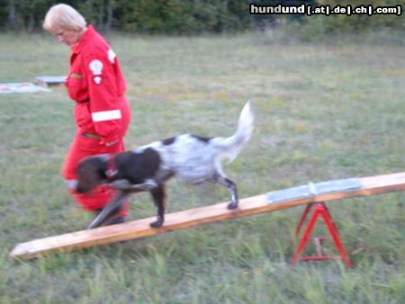 Kleiner Münsterländer Gioia Wippe