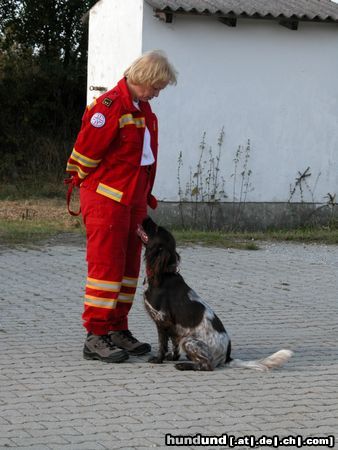 Kleiner Münsterländer Gioia hier!