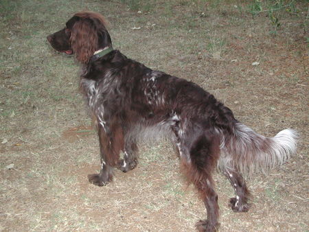 Kleiner Münsterländer Lieber Herr Bertram wir wüschen ihnen frohe Weihnachten und übersenden ihnen ein bild von Sonny den wir vor 3 Jahren bei ihnen kauften,(Liebevoll und ein treuer wegbegleiter)