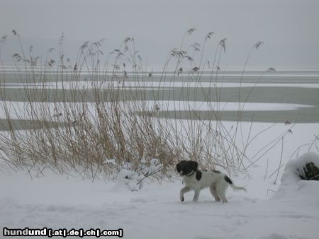 Kleiner Münsterländer Jabbos erster Schnee.