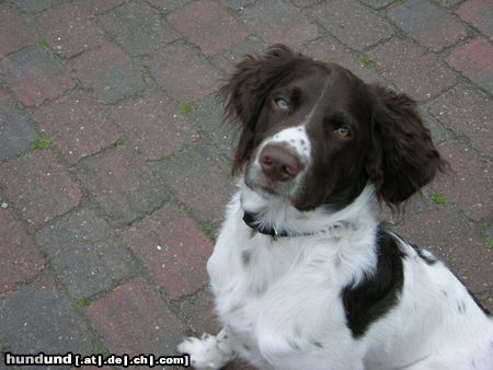 Kleiner Münsterländer Klein-Jabbo ist immer neugierig.