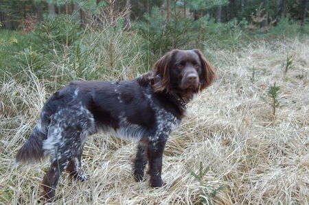 Kleiner Münsterländer Lieber Hund,Treu,Jagdlich sehrgut geieignet,Wohnungshund,Familienfreundlich   2 !/2 Jahre fast alt,Rüde,  