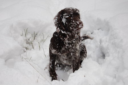 Kleiner Münsterländer ich habe mich mit Schnee getarnt,alter 14 Monate