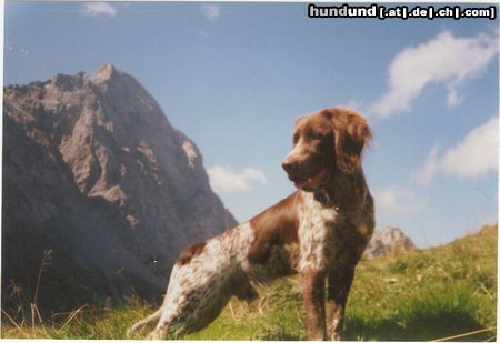 Kleiner Münsterländer Django auf der Krapfenkarspitze (Karwendel)