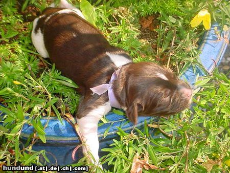 Kleiner Münsterländer in de plantenbak 3 dagen oud