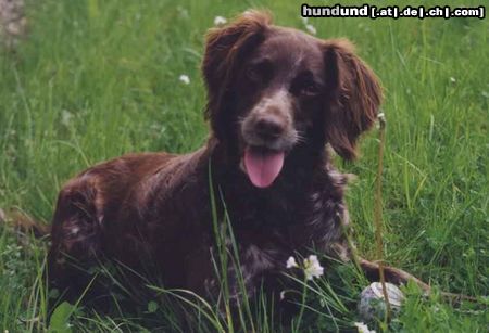 Kleiner Münsterländer Eysha von der Siegwiese