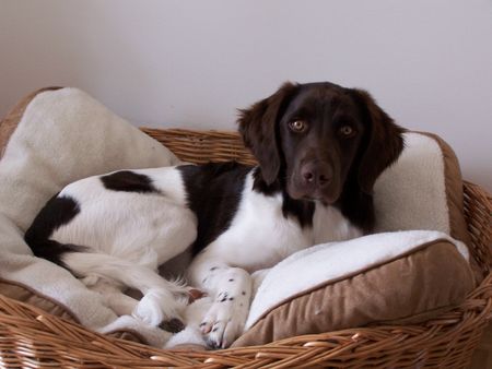 Kleiner Münsterländer Geron 1 Jahr