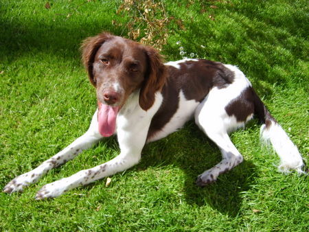 Kleiner Münsterländer Sommer-hund Gina