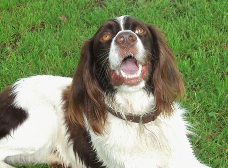 Kleiner Münsterländer Moritz beim Wandern