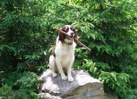 Kleiner Münsterländer Moritz beim Wandern