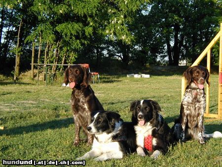 Kleiner Münsterländer Dolly und Gina mit ihren Freunden