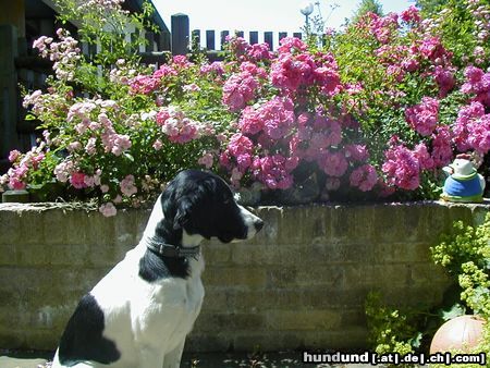 Kleiner Münsterländer Sally vor den Rosen