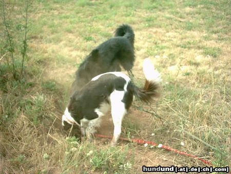 Kleiner Münsterländer Wo ist nur diese Maus??