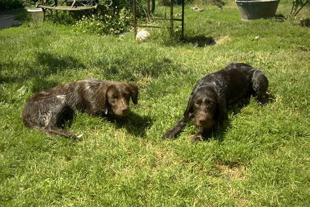 Kleiner Münsterländer Lori mit (DD) Anka