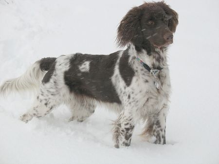 Kleiner Münsterländer Schnee-MÃ¼nsti