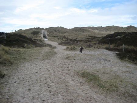 Kleiner Münsterländer donna in den dünen auf sylt