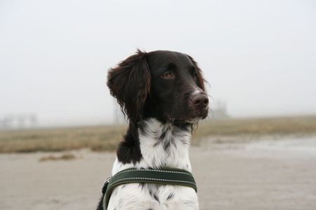 Kleiner Münsterländer Grisu Portrait - www.klm-grisu.de