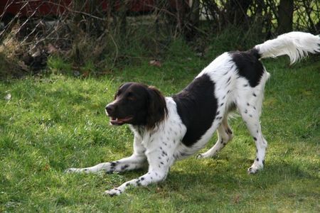 Kleiner Münsterländer Auberg, 11.4.06, Grisu sucht Wurfgeschwister, bitte Kontakt über www.klm-grisu.de