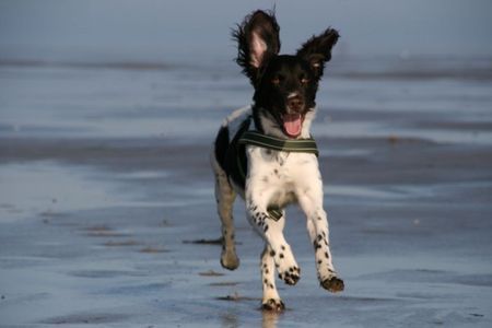 Kleiner Münsterländer Grisu am Strand - www.klm-grisu.de