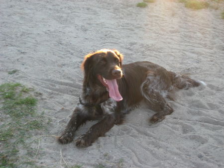 Kleiner Münsterländer donna auf sylt 