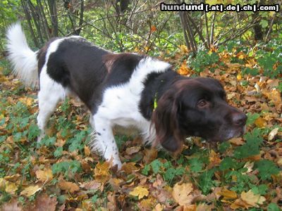 Kleiner Münsterländer Eiko an der Soeste in Cloppenburg