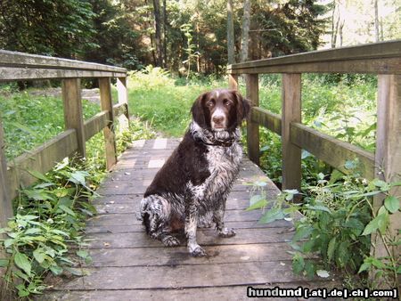 Kleiner Münsterländer Astin 8 Jahre