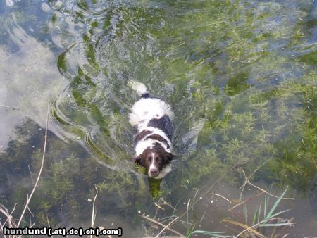 Kleiner Münsterländer das Wasser ist mein Element....