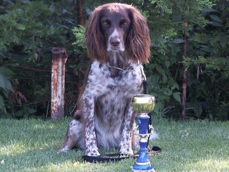 Kleiner Münsterländer  Meine Sportkanone