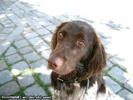 Kleiner Münsterländer Luzy aus Lichtenau/Westmittelfranken