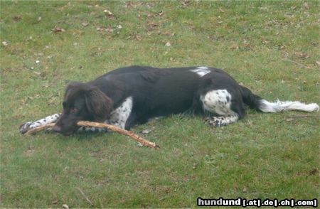 Kleiner Münsterländer Luzy in the Garden