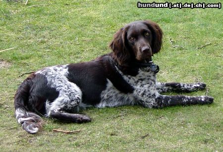 Kleiner Münsterländer Molly - knapp 1 Jahr