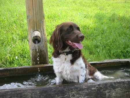 Kleiner Münsterländer Herrlich hier baden wo die Kühe saufen