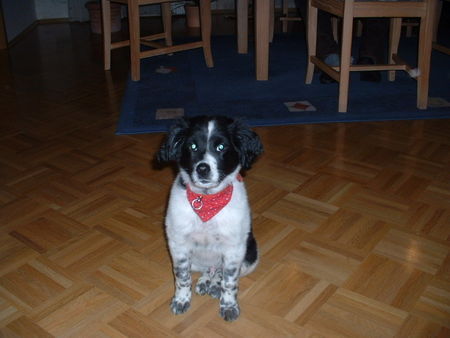 Kleiner Münsterländer das ist mein Münsterländer-Border Collie Mischlingshund mit 17 Wochen