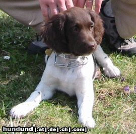 Kleiner Münsterländer NINA beim Radausflug/im Feld