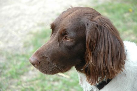 Kleiner Münsterländer Nina im Jahre 2005