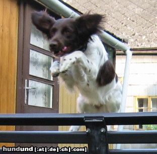 Kleiner Münsterländer Flugmünsti