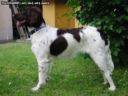 Kleiner Münsterländer Hier ist sie auch recht schön drauf'