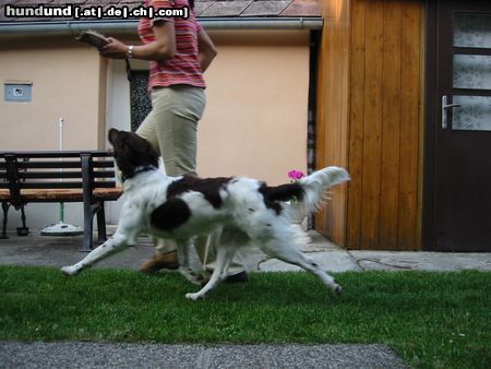 Kleiner Münsterländer Schaut super aus oder? *totlach*